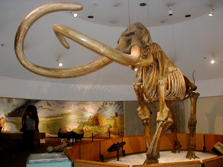 Skeleton of Columbian mammoth 